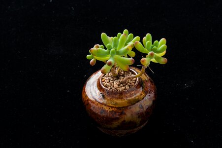 Plant gardening potted plants