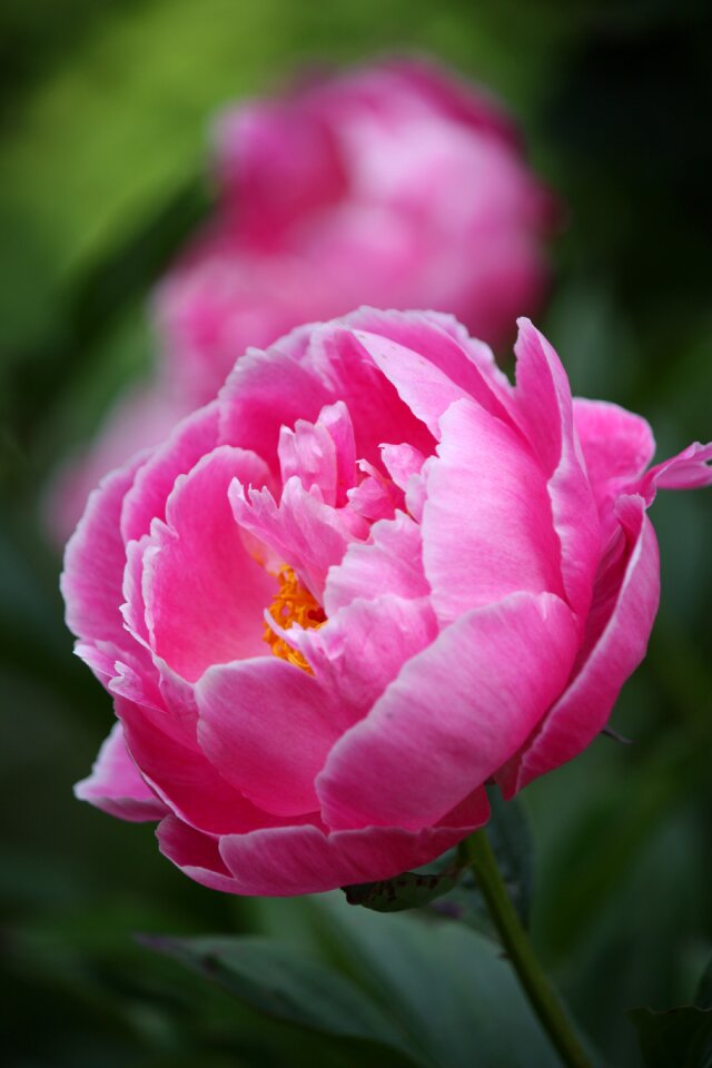 Pion flower summer