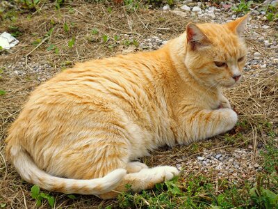 Gatta red stray cat