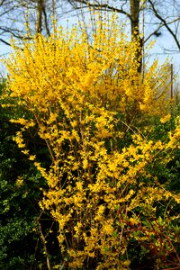 Forsythia close up spring photo