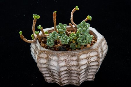 Plant gardening potted plants