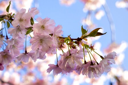 Bloom pink flowering trees photo