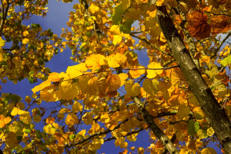 Fall colors leaves