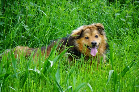 Animal pet photography meadow
