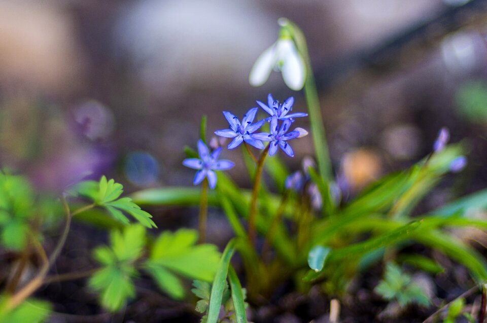 Purple white small