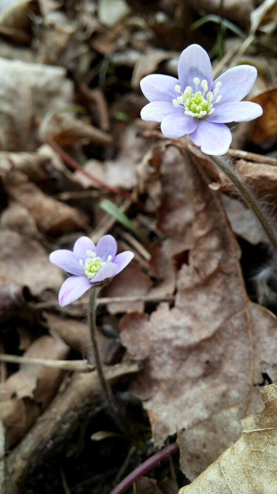 Floral season plant