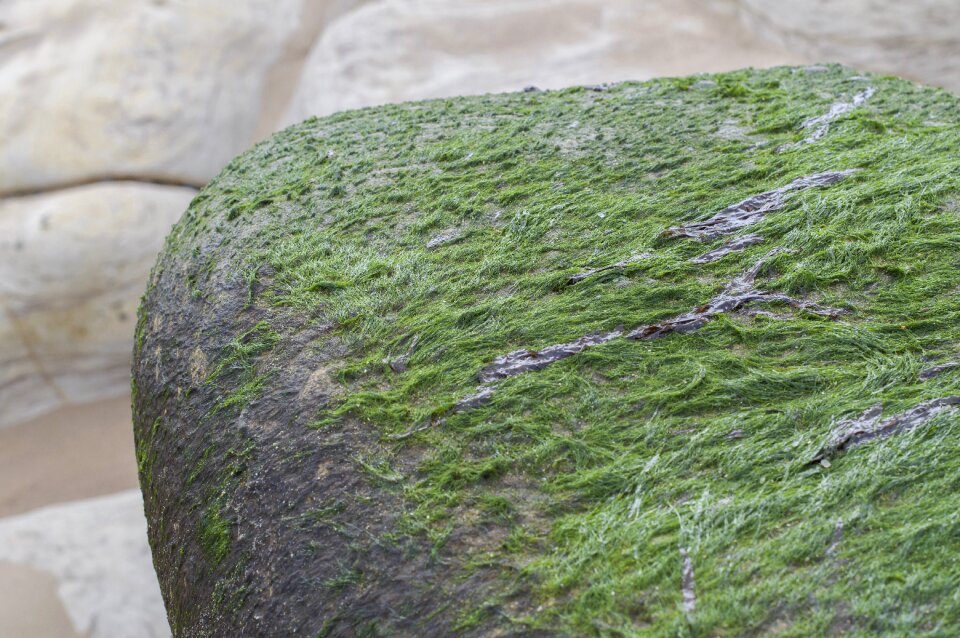 Coast seaside texture
