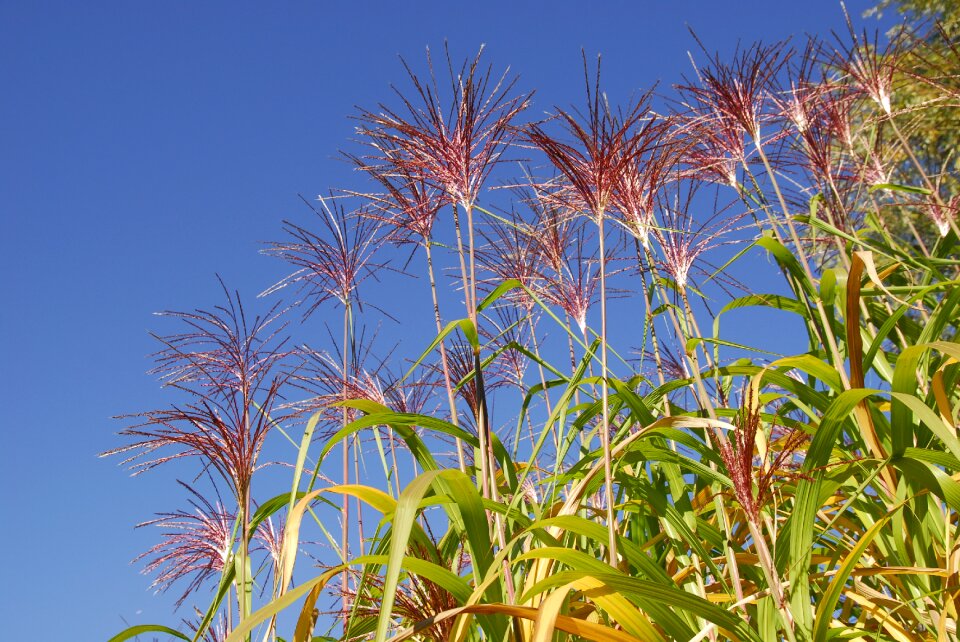 Lake plant rest