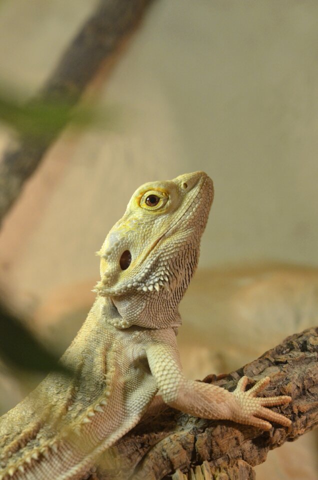 Terrarium animal agame