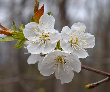 Bloom flower tree