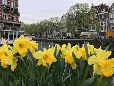 Spring amsterdam canal