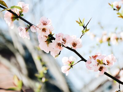 Spring day pink university campus