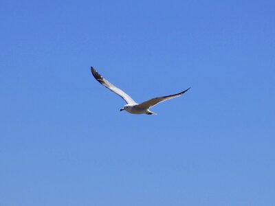 Flight ebro delta natural park
