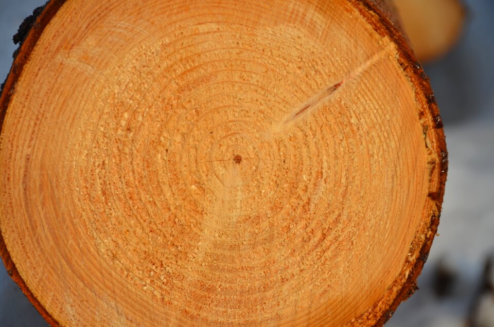 Tree annual rings time