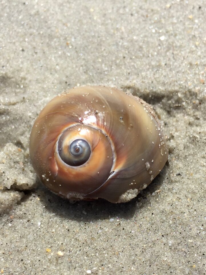 Nature marine coast