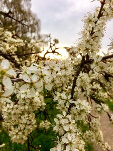 Weissdorn branch full bloom photo