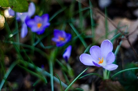 Flowers spring nature photo