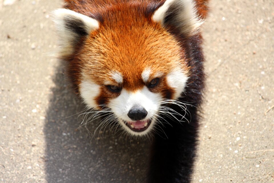 Animal red panda zoo