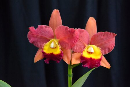 Flowers orchid flower