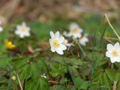 White flower anemone