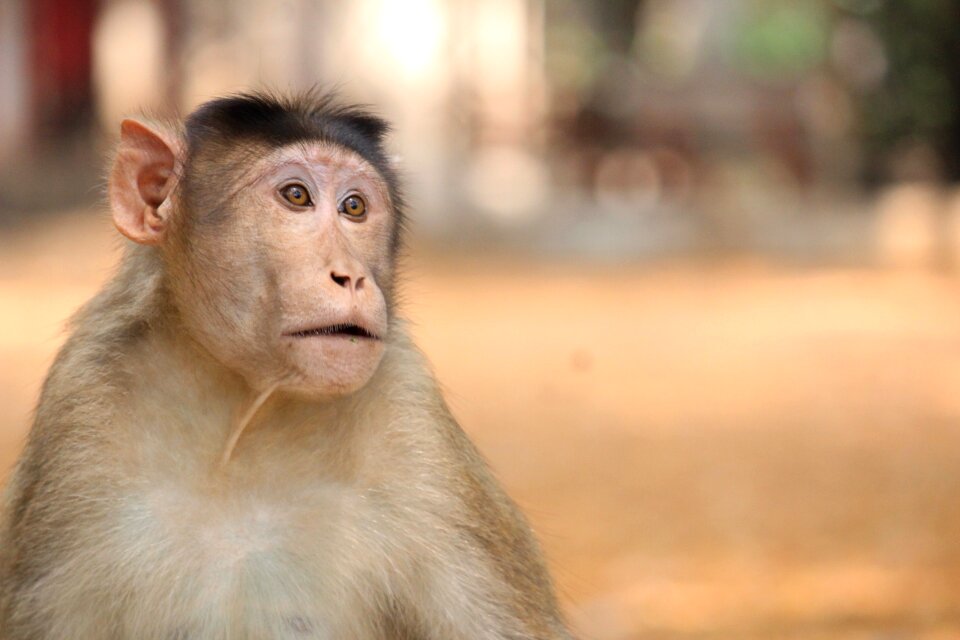 Animals ravitabh photography