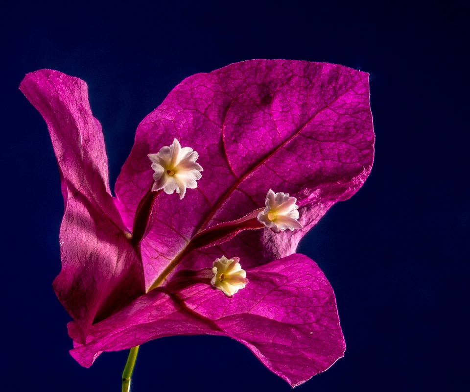Flower pink bougainville