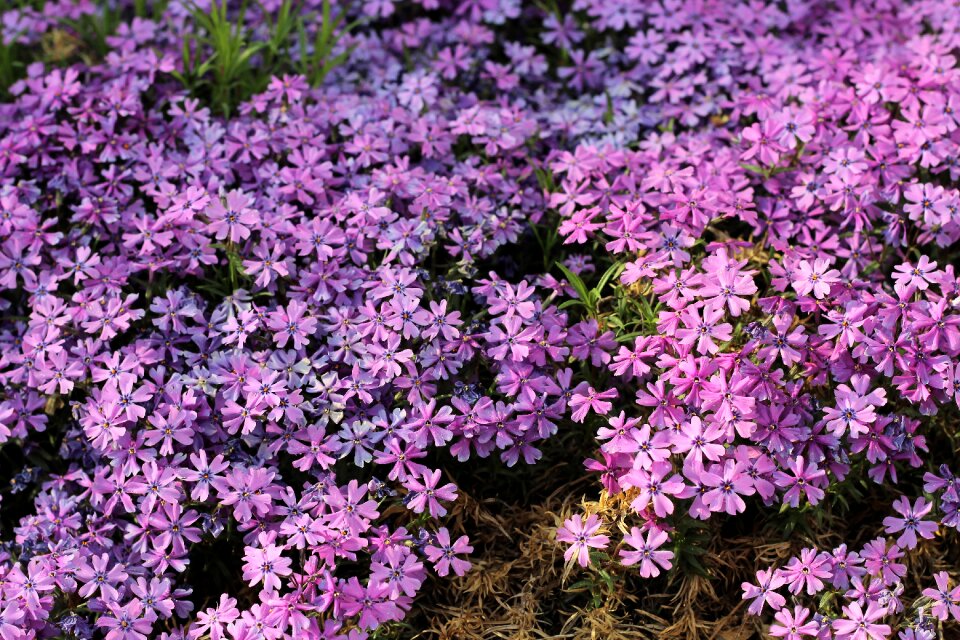 Blooming decorative nature