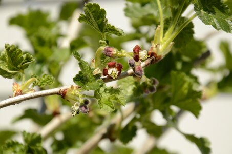 Twig nature growing