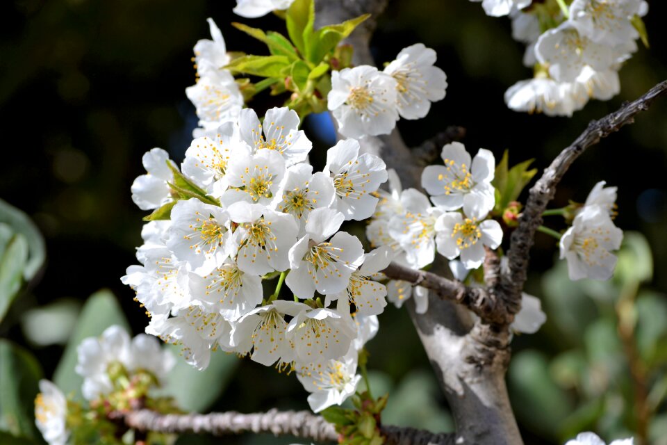 Flowers garden tree