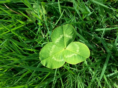 Blade of grass green luck photo