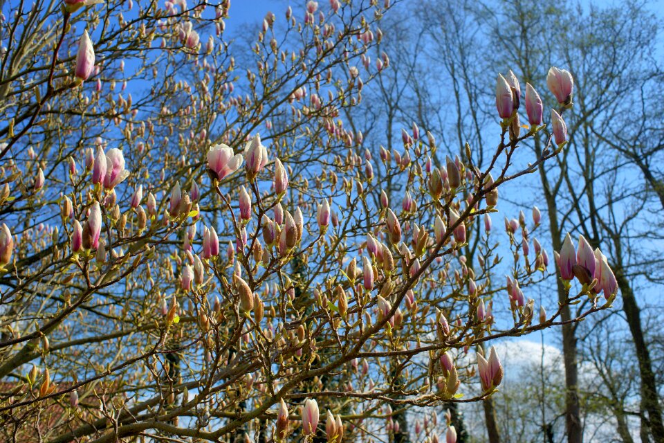 Spring nature plant photo