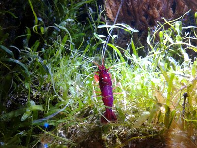 Ocean reef red