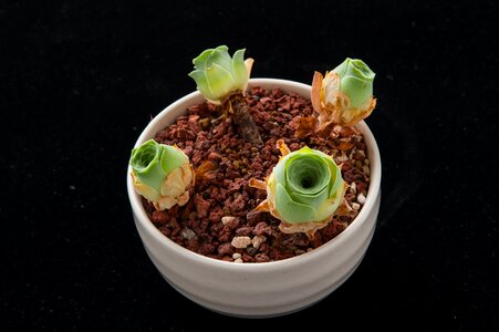 Plant gardening potted plants