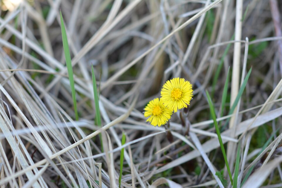 Blooming nature flowers