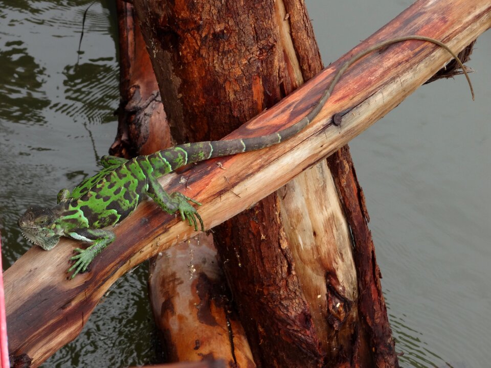 Nature animal wild