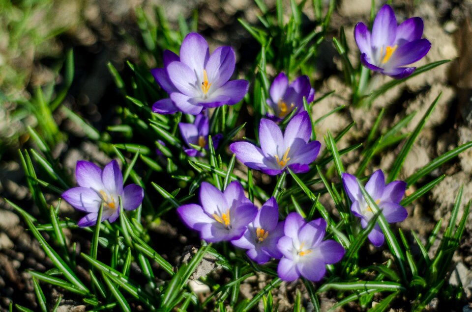 Flowers spring nature