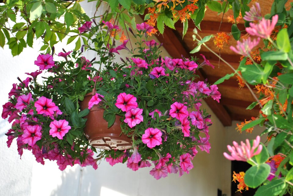 Surfinie purple flowers garden flowers