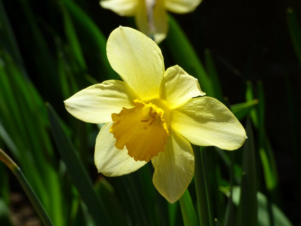 Spring flowers spring flowers