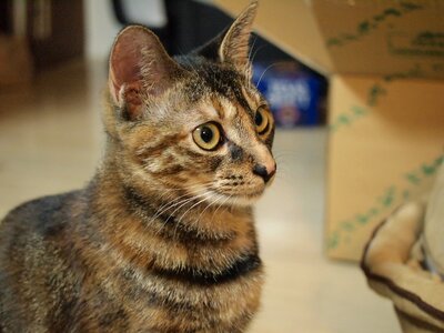Cat text face Free photos
