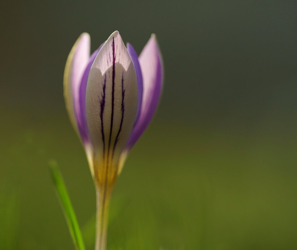 Flower blossom bloom