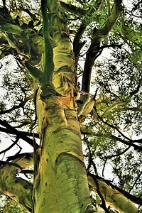Eucalyptus strong sturdy photo