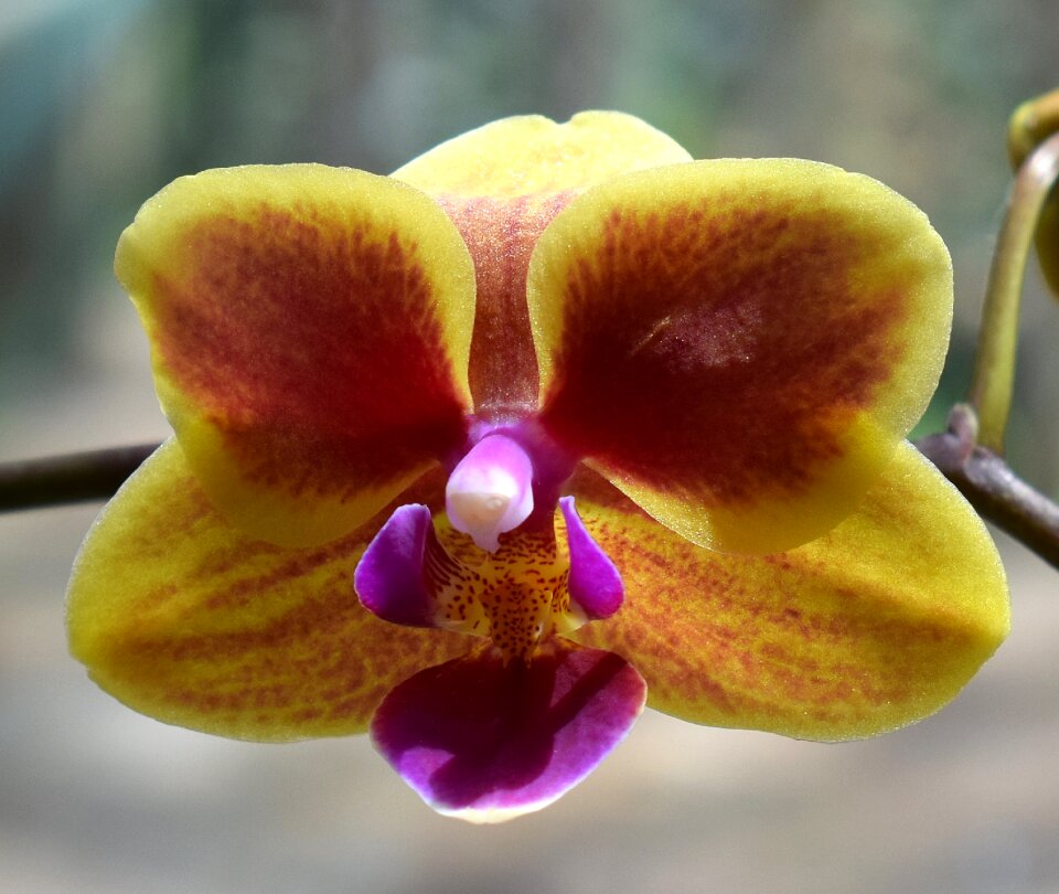 Yellow pink fuchsia