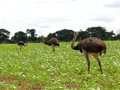 Soy animals green