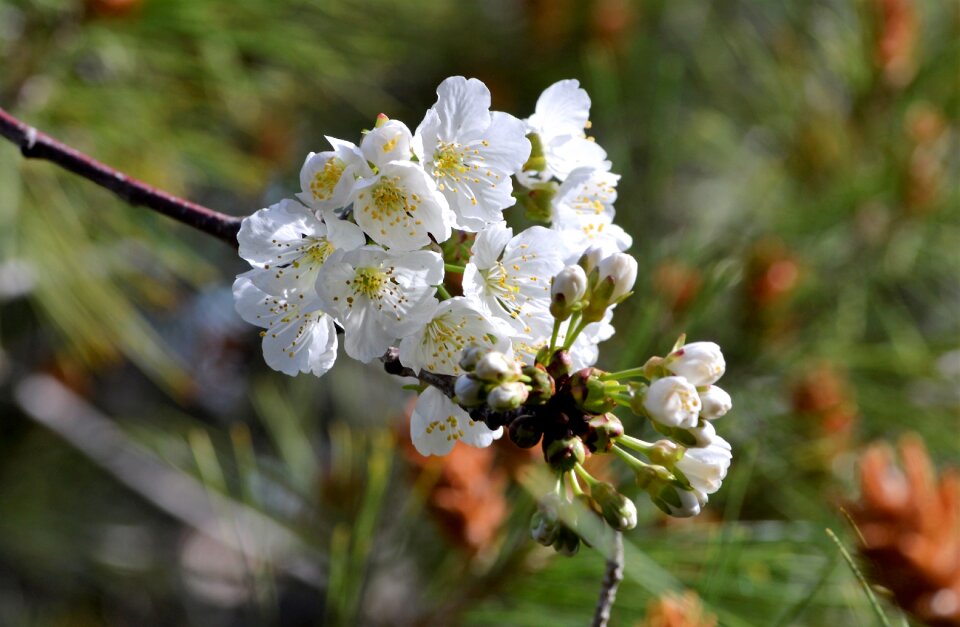 Flowers garden tree