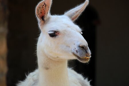 Animal goat zoo