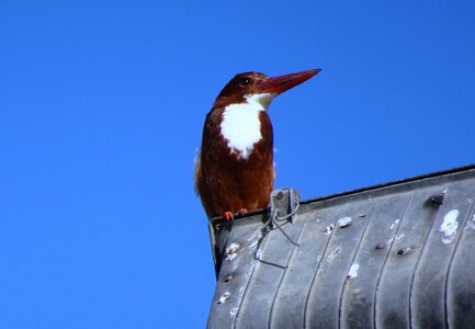 Wildlife nature beak photo