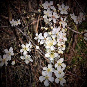 Many flowers small white photo