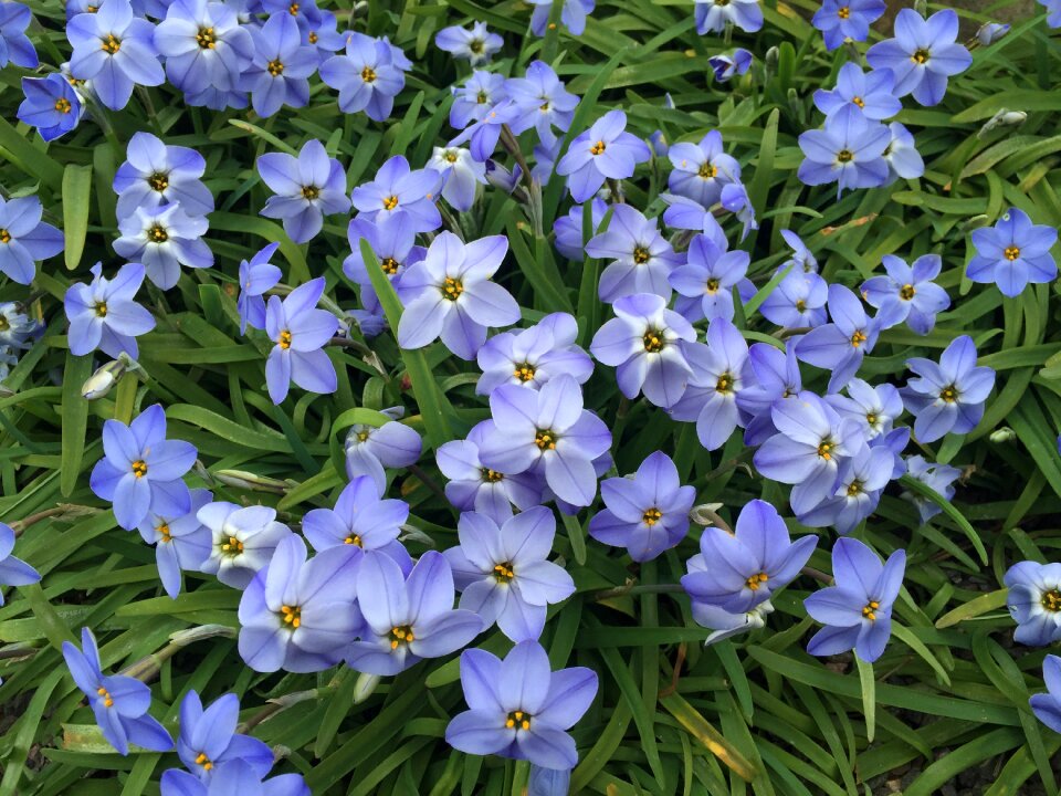 Star flower nature
