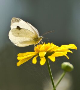 Insect butterfly small cabbage white ling photo