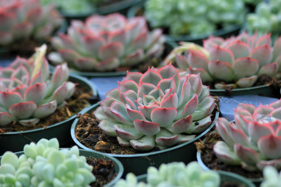 Natural cacti floral